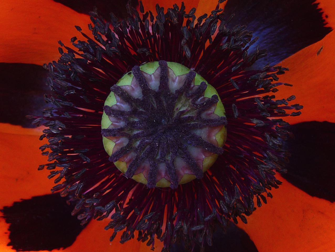 Mohn