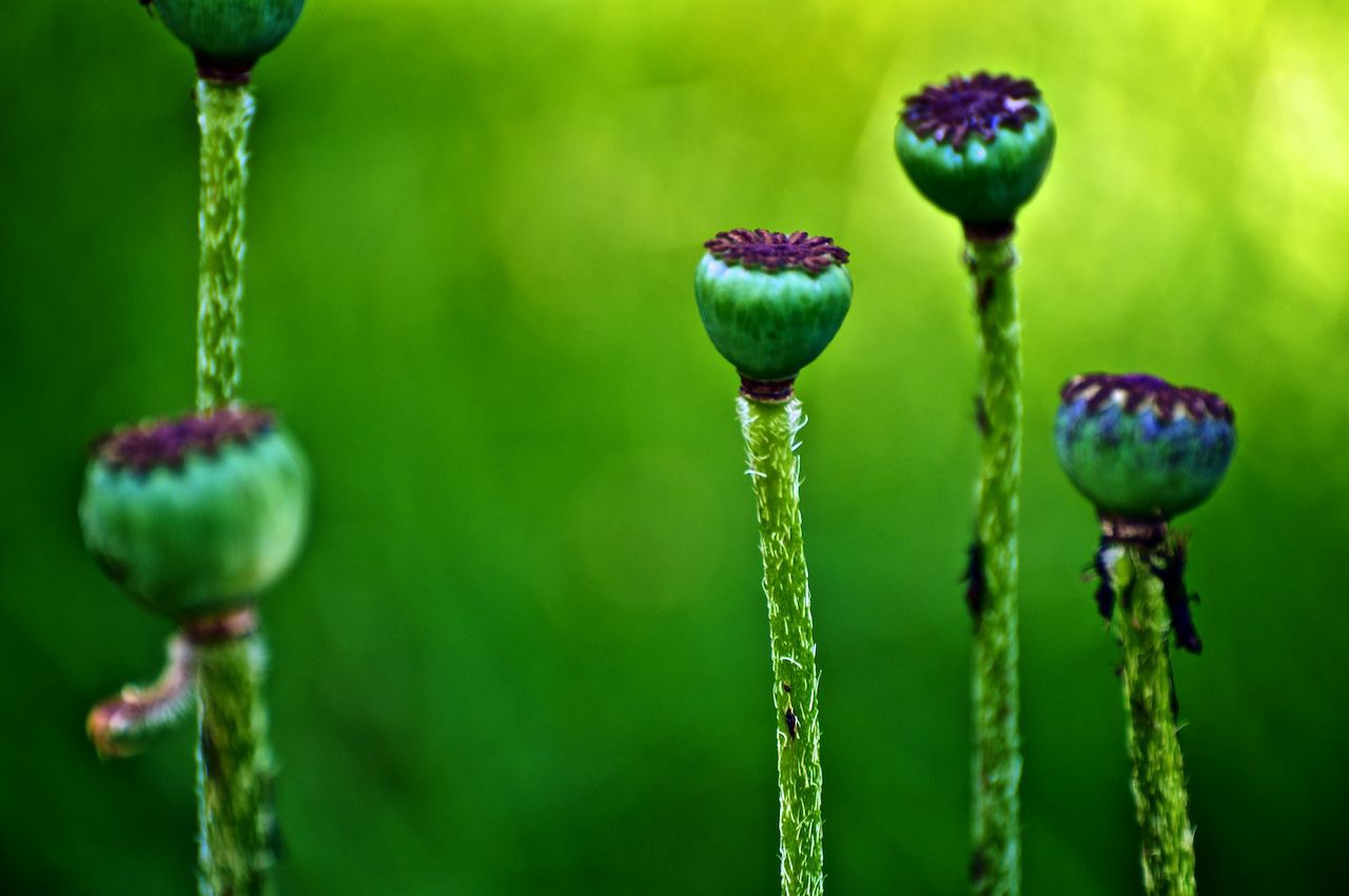 Mohn II