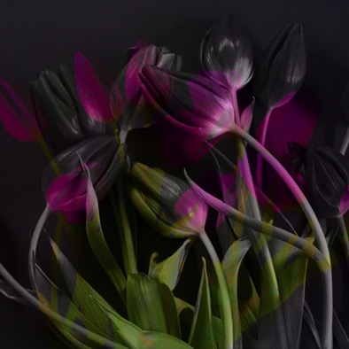 2391_tulpen_lumi