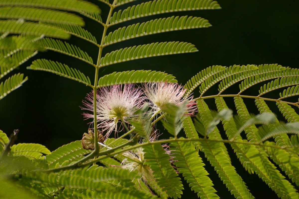 Seidenbaum