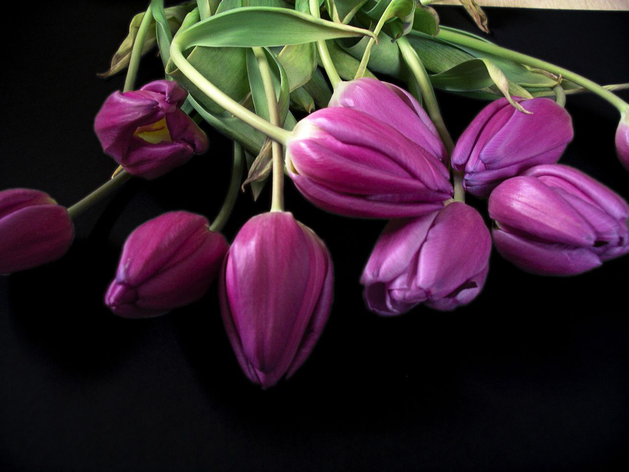 Tulpen