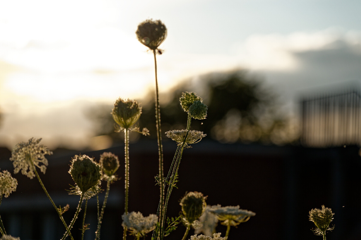 Wilde Möhre im Gegenlicht